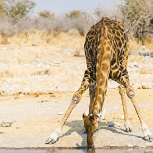 Giraffe -Giraffa camelopardalis- drinking at Kalkheuwel waterhole, Etosha National Park, Namibia