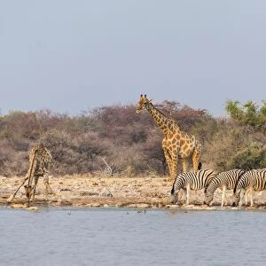 Giraffe -Giraffa camelopardis- and Burchells Zebraa -Equus quagga burchellii-, Klein Namutoni water hole, Etosha National Park, Namibia