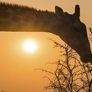 Giraffe -Giraffa camelopardis- feeding on camel thorn tree, Etosha National Park, Namibia