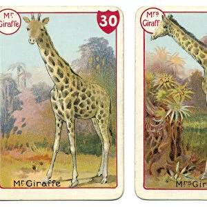 Three giraffe playing cards Victorian animal families game