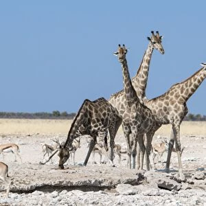 Giraffes -Giraffa camelopardalis-, Etosha National Park, Namibia