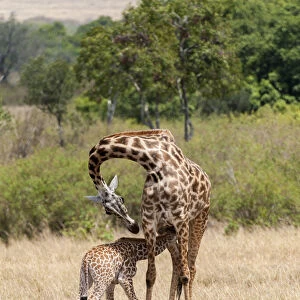 Giraffes, mother feeding baby, Masai Mara National Reserve, Kenya