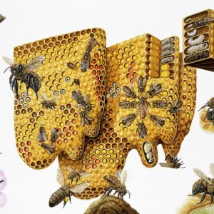 Honey Bees and Honeycomb Print: Life Cycle Details Honey Bees and Honeycomb Print: Life Cycle Details