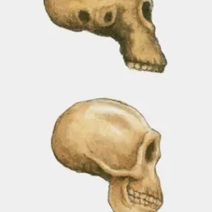 Australopithecus, Homo habilis and Homo sapiens Skull Print Australopithecus, Homo habilis and Homo sapiens Skull Print
