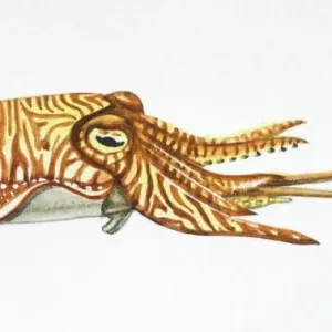 Sepia officinalis, Cuttlefish Side View Print Sepia officinalis, Cuttlefish Side View Print