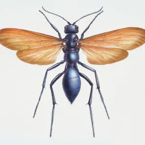 Tarantula Hawk (Pepsis heros) Close-up Print Tarantula Hawk (Pepsis heros) Close-up Print