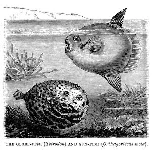 Nature & Wildlife Tote Bag Collection: Pufferfish (Tetraodontidae)