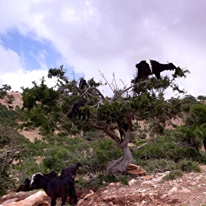 Goats climbing an Argan tree, Morocco