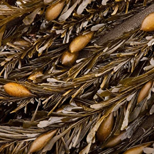 Golden kelp (class Phaeophyceae), California