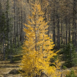 Golden larch trees, Alpine Lakes Wilderness, Washington State, USA