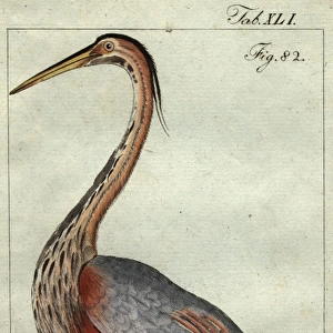 Herons Poster Print Collection: Goliath Heron