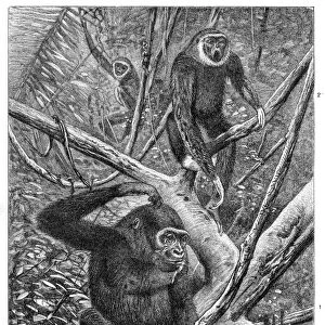 Gorilla and Lar gibbon engraving 1895
