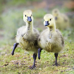 Two Goslings in Perfect Step Together at Babylon, Long Island