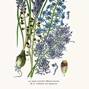 Grape hyacinth houseplant