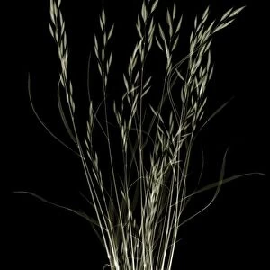 Grass, X-ray