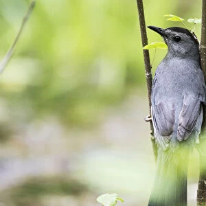 Gray catbird in spring