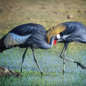 Two Gray Crowned Crane Walking in Pretty Green Grass and Water at Amboseli National Park