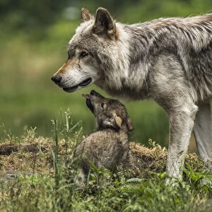 Gray Wolf Family