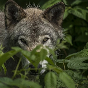 Gray Wolf Behind Leaves