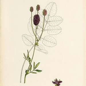 Great Burnet, Sanguisorba officinalis, Victorian Botanical Illustration, 1863