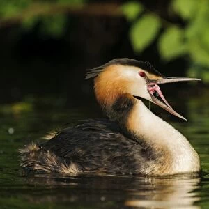 Great Crested Grebe -Podiceps cristatus- with open beak on the Alster, Hamburg, Germany