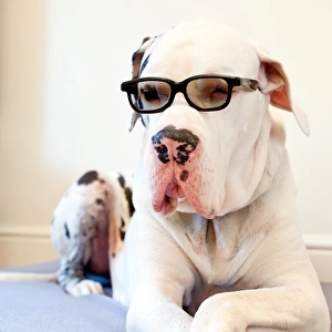 Great Dane dog with crossed legs and glasses