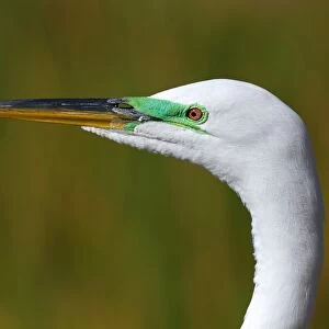 Great Egret close-up