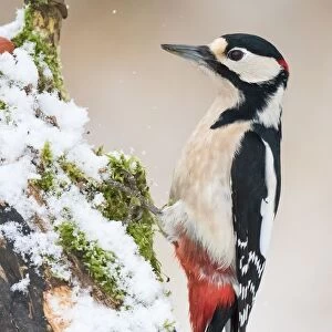 Great Spotted Woodpecker (Dendrocopos major), on snow-covered deadwood, Hesse, Germany