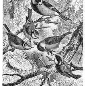 Great tit, Parus major, Eurasian blue tit, Cyanistes caeruleus, European crested tit