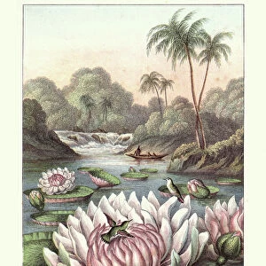 The Great Water lily, Victoria amazonica, 19th Century