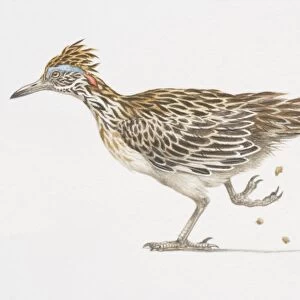 Greater Roadrunner (Geococcyx californianus), side view of bird with long tail feathers, one foot lifted