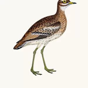 Charadriidae Jigsaw Puzzle Collection: Greater Sand Plover