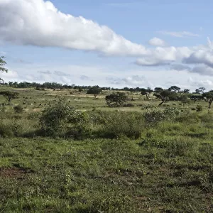 green African safari landscape, south Africa