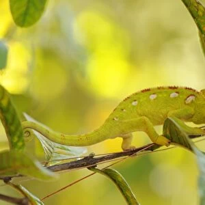 Green Chameleon (Chamaeleonidae), camouflaged