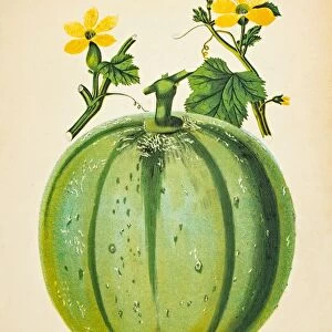 Green Melon illustration 1874