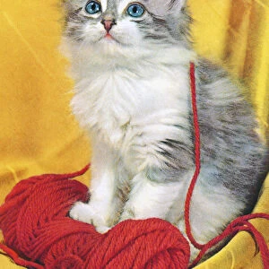 Grey Kitten With Yarn