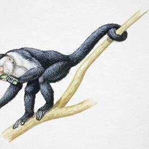 Grey and white monkey crouching on tree branch with one arm extended forward, the other holding plant it bites on, end of tail wrapped around branch, side view