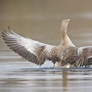 Greylag Goose -Anser anser- spreading its wings, North Hesse, Hesse, Germany
