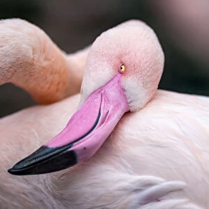 Grooming flamingo