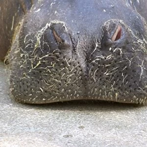 Hairy snout of a hippopotamus (Hippopotamus amphibius) in the zoo of Valencia, Spain, Europa