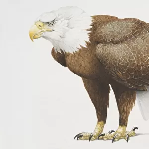 Haliaeetus leucocephalus, side view of bald head eagle with white head and brown body