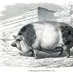 Hampshire Pigs engraving 1895