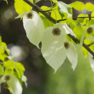 Handkerchief tree -Davidia involucrata- flowers and leaves, native to China