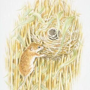 Harvest Mouse (Micromys minutus) climbing a stalk leading to a nest in the middle of a field
