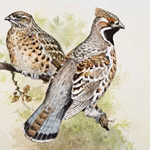 Hazel grouse (Bonasa bonasia), male and female, perching side by side on a branch, side view