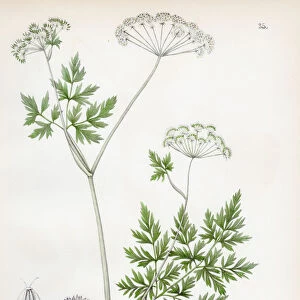 Hemlock parsley botanical engraving 1843