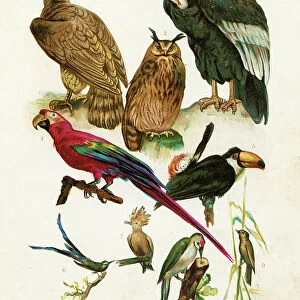 Hen harrier, Condor, Owl, Macaws, Toucan, Hummingbird, Hoopoe chromolithograph illustration 1891