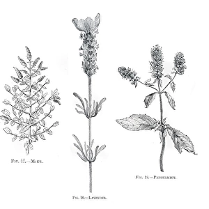 Herbs mint lavender engraving 1898