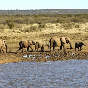 Herd of African Bush Elephants (Loxodonta africana) drinking at a waterhole, Madikwe Game Reserve, South Africa, Africa