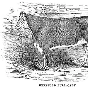 Hereford bull calf 1841